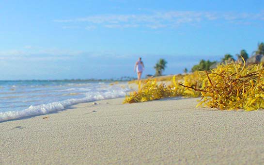 海藻可能破坏你的春季海滩度假